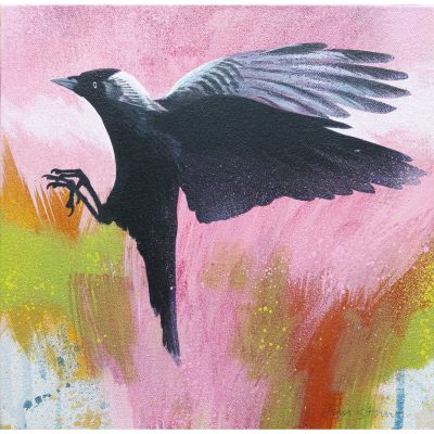 5765C Jackdaw on Pink - Jim Starr