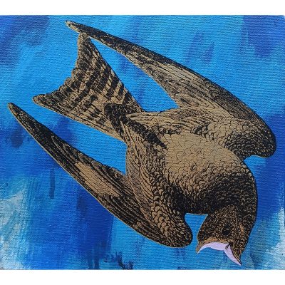 5766C Nightjar on Blue - Jim Starr