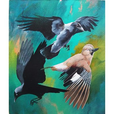5768C Hooded Crow, Jackdaw & Jay - Jim Starr